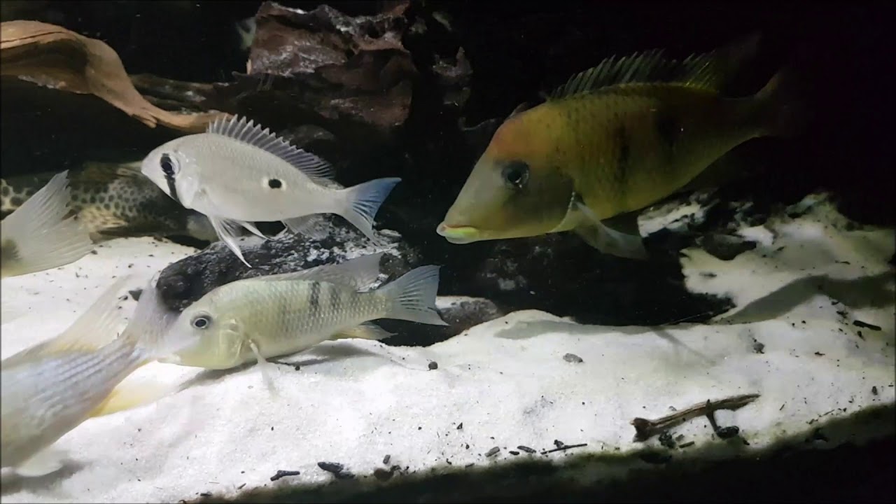Geophagus pellegrini, Geophagus steindachneri, Biotodoma wavrini (all WC)