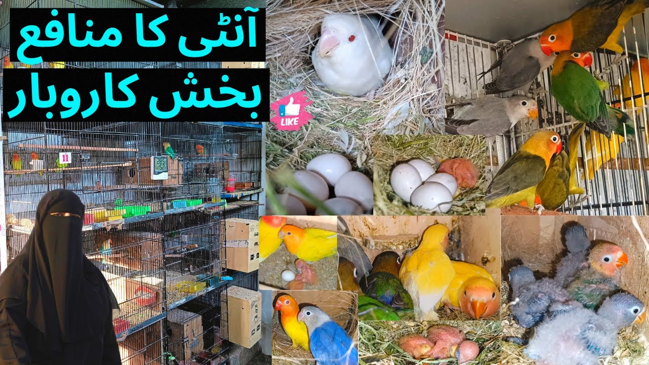 Best Love birds Mutation visit at Aunty setup Love Birds Farm Karachi