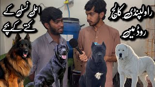 Rawalpindi Dog Market | Best Dogs Puppies Shop In 2026 | Shahzain Animals Vlogs