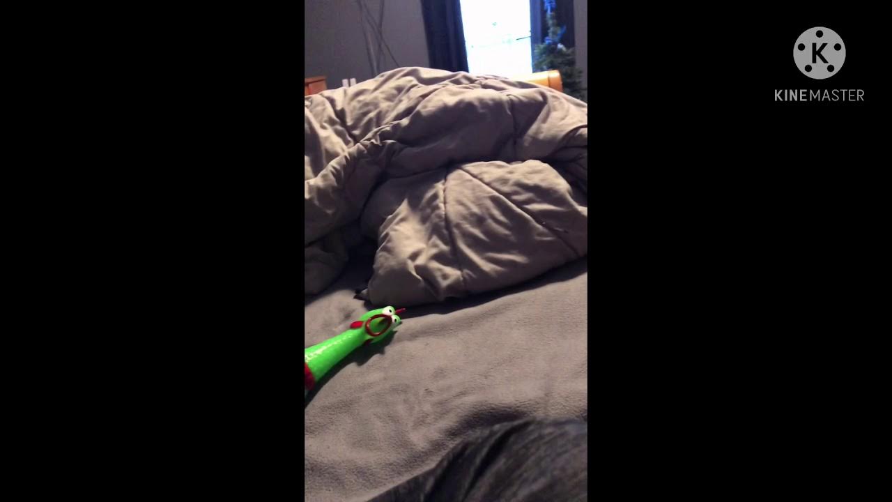 Chicken Earrape (Read Desc) YouTube