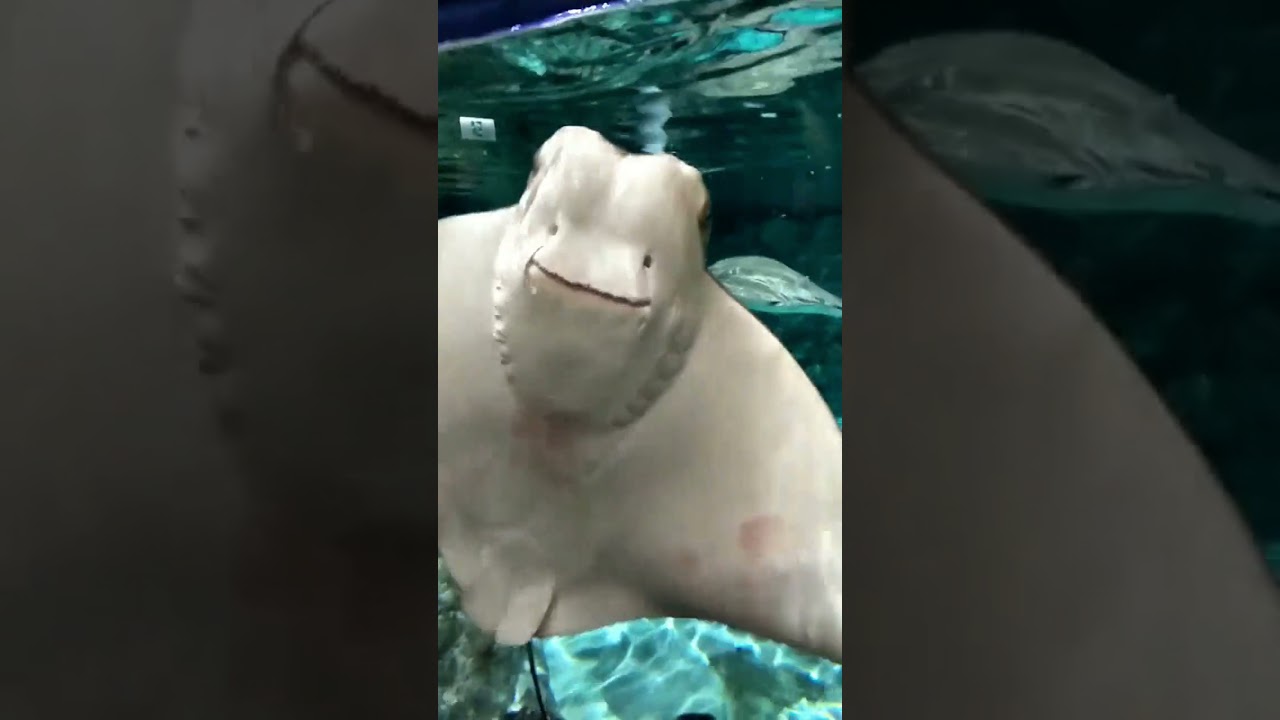 Stingrays Are Not Usually Aggressive | Episode - 02