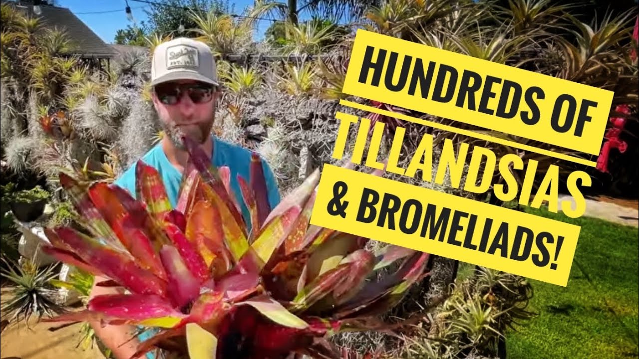 Рай для растений в воздухе! Экскурсия по тропическому саду тилландсий и бромелиевых в Калифорнии.