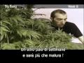 Green House Seed Co Big Bang Grow with Italian Subtitles