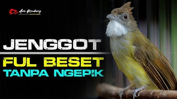 MASTERAN CUCAK JENGGOT FUL BESET TANPA NGEPIK