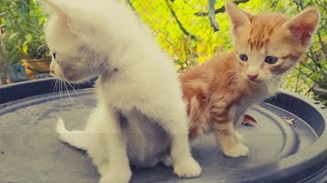 Vita Dance [Music box] - Original release