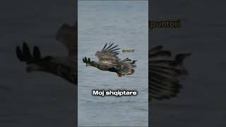 Moj Shqiptare Bukuri