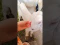 🤣🤣🤣 #viralvideo #goat #babyanimals #animals #funny