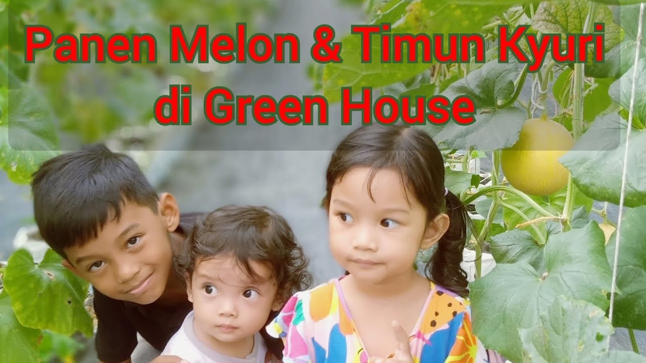 Panen Melon Greeniegal & Timun Kyuri di green house YouTube