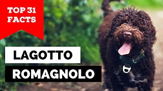 99% of Lagotto Romagnolo Owners Don't Know This