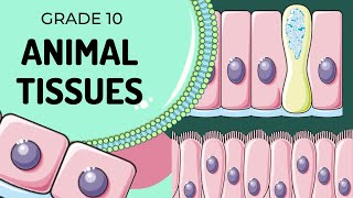 Animal Tissues