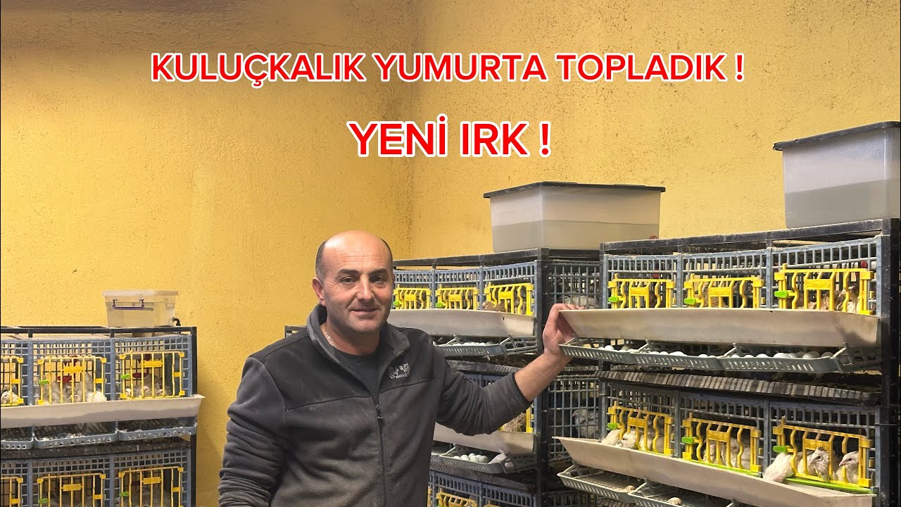 KULUÇKALIK BILDIRCIN YUMURTASI TOPLADIK , YENİ IRK İLE YOLA DEVAM ! #quail #egg 