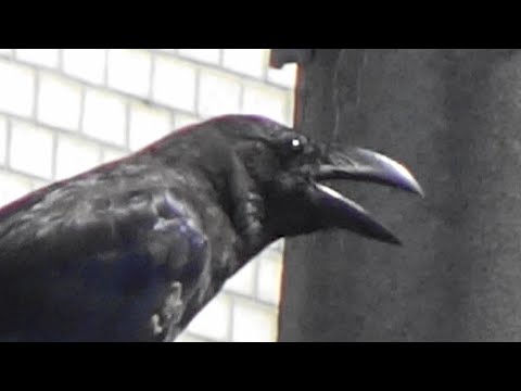 ハシブトガラスの鳴き声~頭隠して尻隠さずの状態で鳴いていた( ﾟДﾟ) Large-billed Crow 