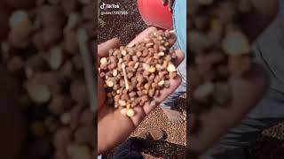 Magnetic Destoner For Chana (chickpeas)