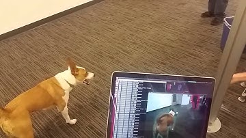 Dog? Or Crawling Burglar? This Computer Vision Technology Knows the Difference