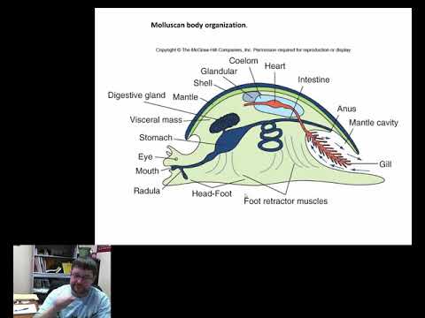 Video: Pertumbuhan Dan Pembiakan Spesies Batu Kunci Atlantik Utara-timur Patella Aspera (Mollusca: Patellogastropoda)