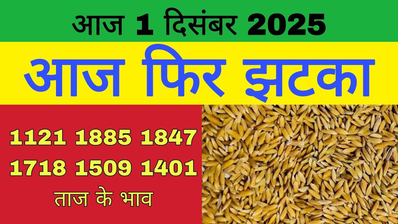 धान का भाव आज 🔴1 दिसंबर 2025 | 1509,1121, बासमती | Dhaan Rate Today | Agri Commodity Price