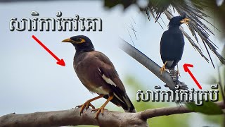 សត្វសារិកាកែវគោ និង សត្វសារិកាកែវក្របី