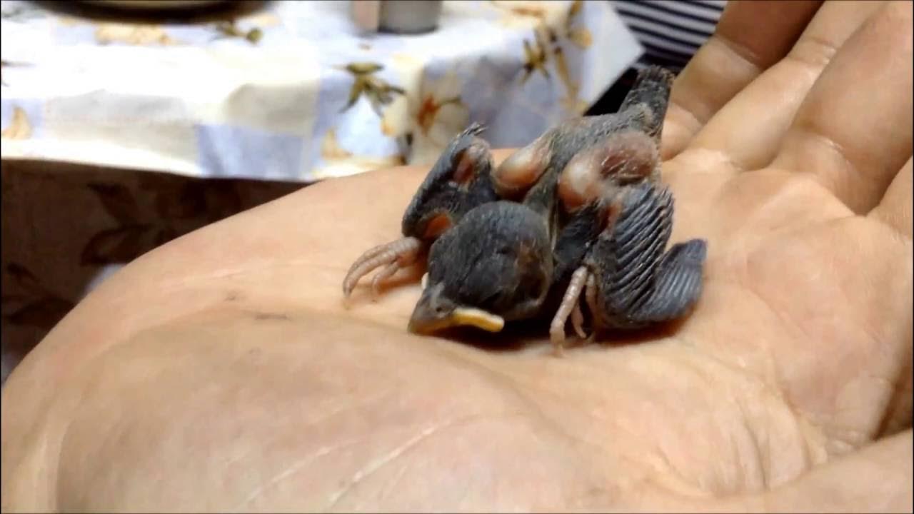 Как выхаживать птенца. Как выхаживать птенца. Птенец воробья. Выкормить птенца. Птенец скворца со скворцами.