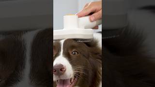 I give my dog the best massage: PalFur Pet Grooming