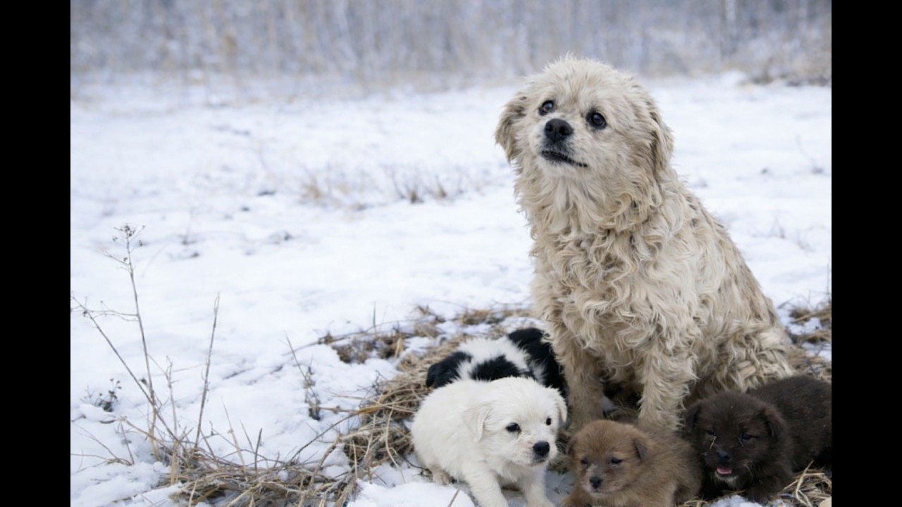 They Were Freezing in the Snow… One Didn’t Make It