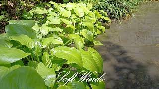 🌱Healing Garden / Relaxing Music - A Love Serenade