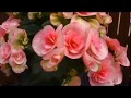 ニキフルール　ベゴニア　ロマンス　楽天　母の日　父の日　敬老の日　誕生日　プレゼント　ギフト　花　鉢花