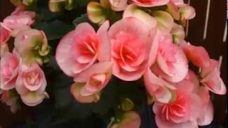 ニキフルール　ベゴニア　ロマンス　楽天　母の日　父の日　敬老の日　誕生日　プレゼント　ギフト　花　鉢花