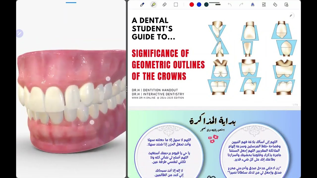 38- Significance Of Geometric Outlines Of The Crowns
