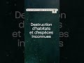 Quels sont les impacts du deep sea mining?