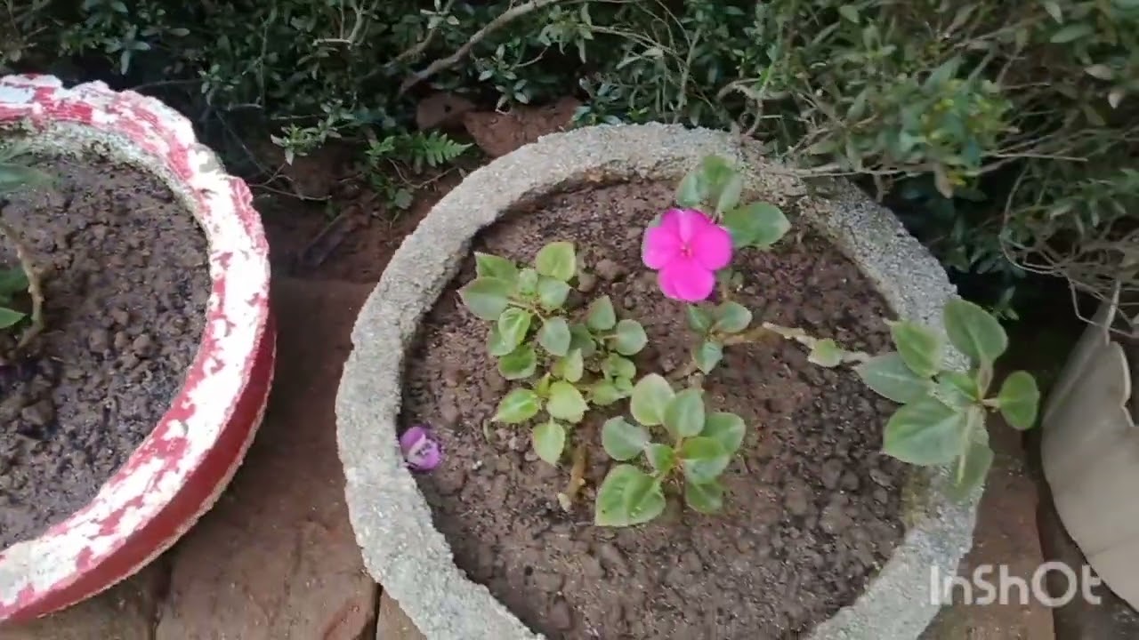 পেলনীয়া বস্তুৰে ফুলনি/কেনেদৰে সজালো চাওঁ আহকচোন/My Garden My Paradise