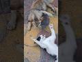 Ninte ammayiyama alle😅#cats #cat #funny #comedy #youtubeshorts #shorts #viral #trending #reels #fun
