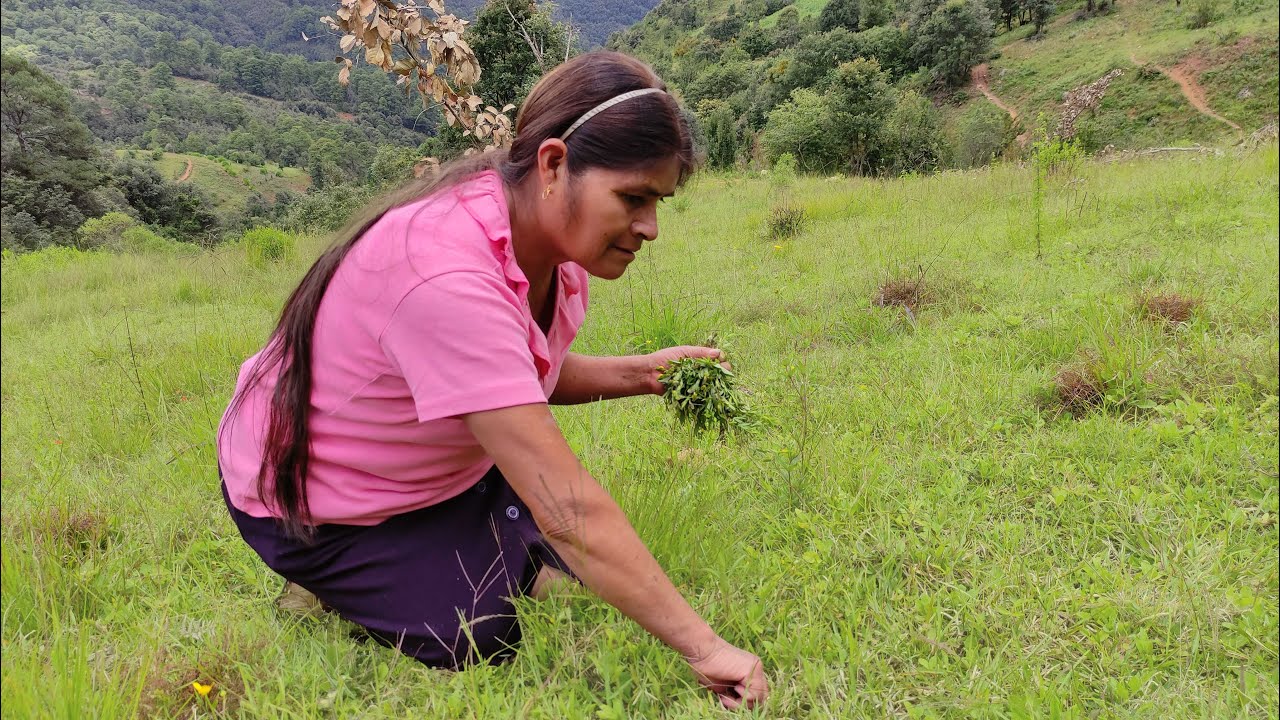 Voy al campo a recolectar plantas medicinales, hago un licuado para el apetito y mal humor