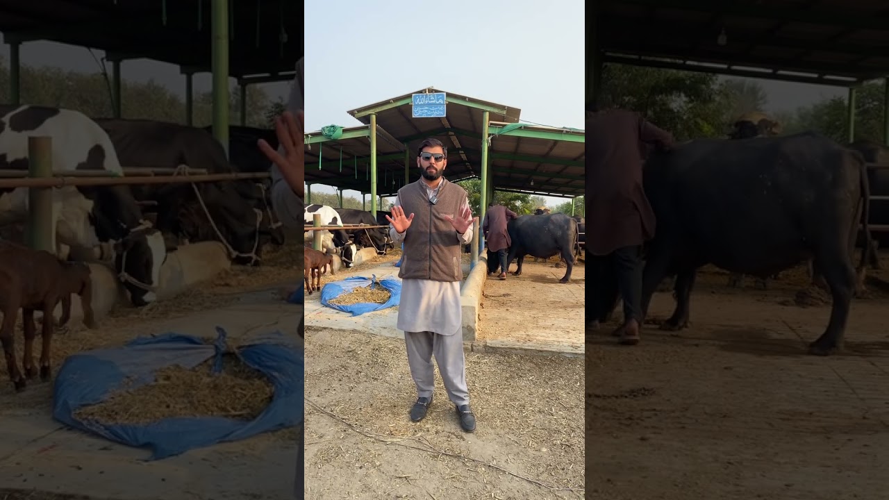 Positive Mindset = High Milk Profit | Avoid Negative People & Grow Your Dairy Farm Fast