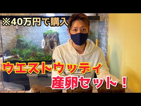 玉砕覚悟】ベトナム材無し！完全オリジナル加工材で産卵させます
