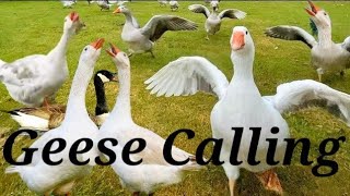 Geese Calling | Geese Sounds | Geese Honking | Goose Voice