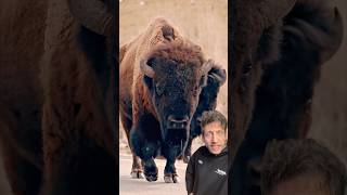 The Bison Is Just Different