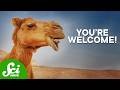 Understanding Camel Nanobodies and Their Applications