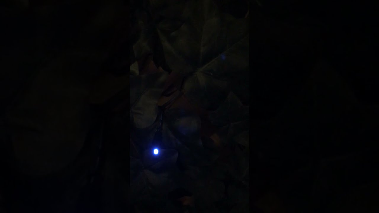 Firefly Magic® Blue LED Firefly Lights - Close Up Ivy on Lattice Feature