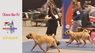 With our Chinese SharPei dogs at Martinidogshow, Netherlands