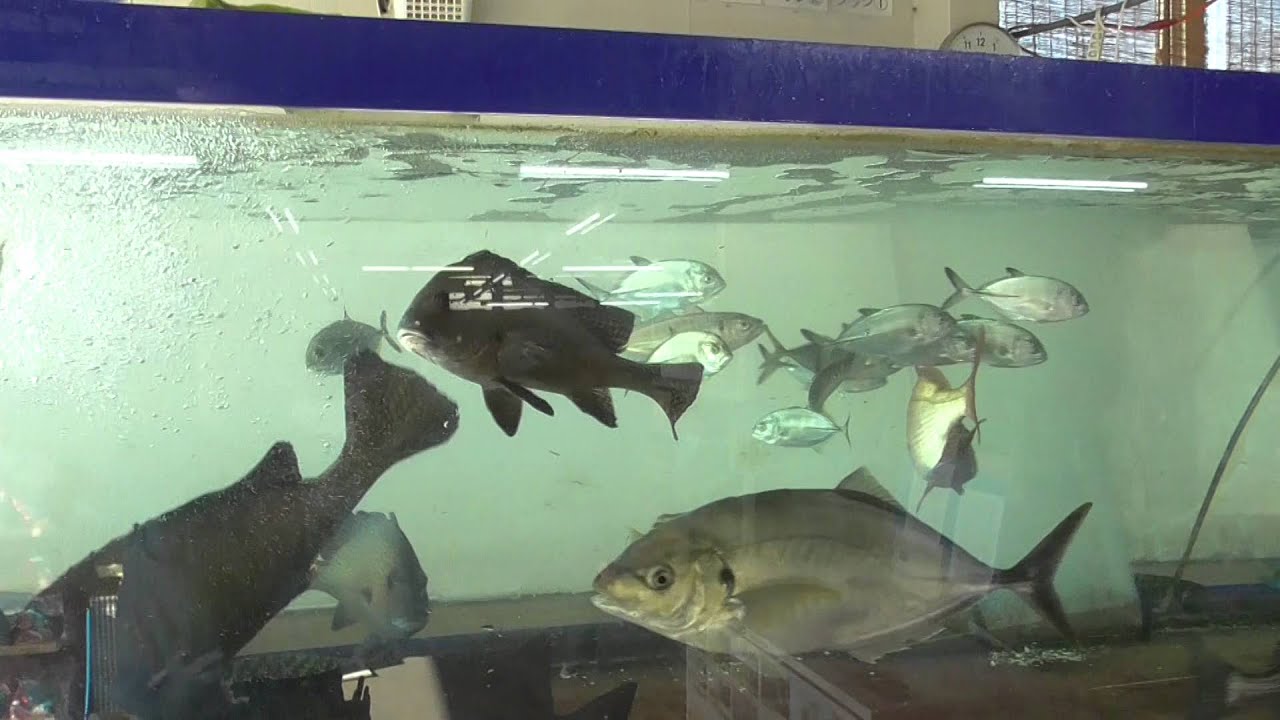 もじゃこを捕食するスギ Youtube もじゃこを捕食するスギ Youtube