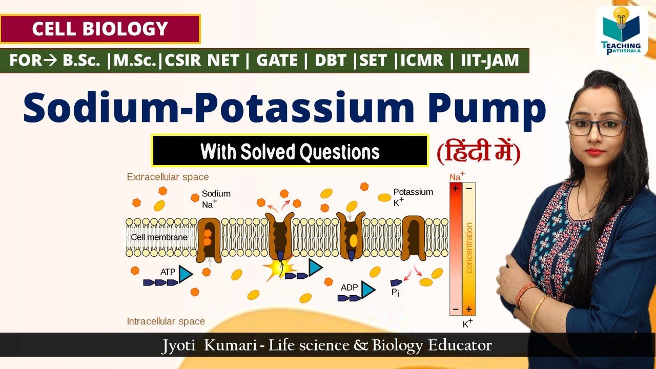Sodium Potassium Pump (in Hindi) ||  Na⁺ / K⁺ - ATPase || Detail Explanation || Cell Biology