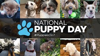 ABC7 Puppy Cam adoption event for National Puppy Day 2019