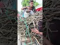 গাছের ডালের ভাইরাস বিক্রি করে জিবন চলছে