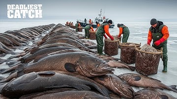 Top 5 Grouper Battles in Florida Waters ter waarde van $200.000 | Visdocumentaire