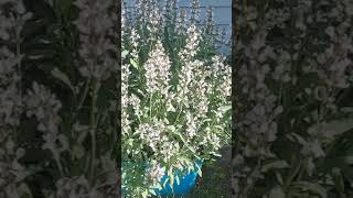 Six Year Old Neglected Sage Plant Blooming More Than It Ever Has