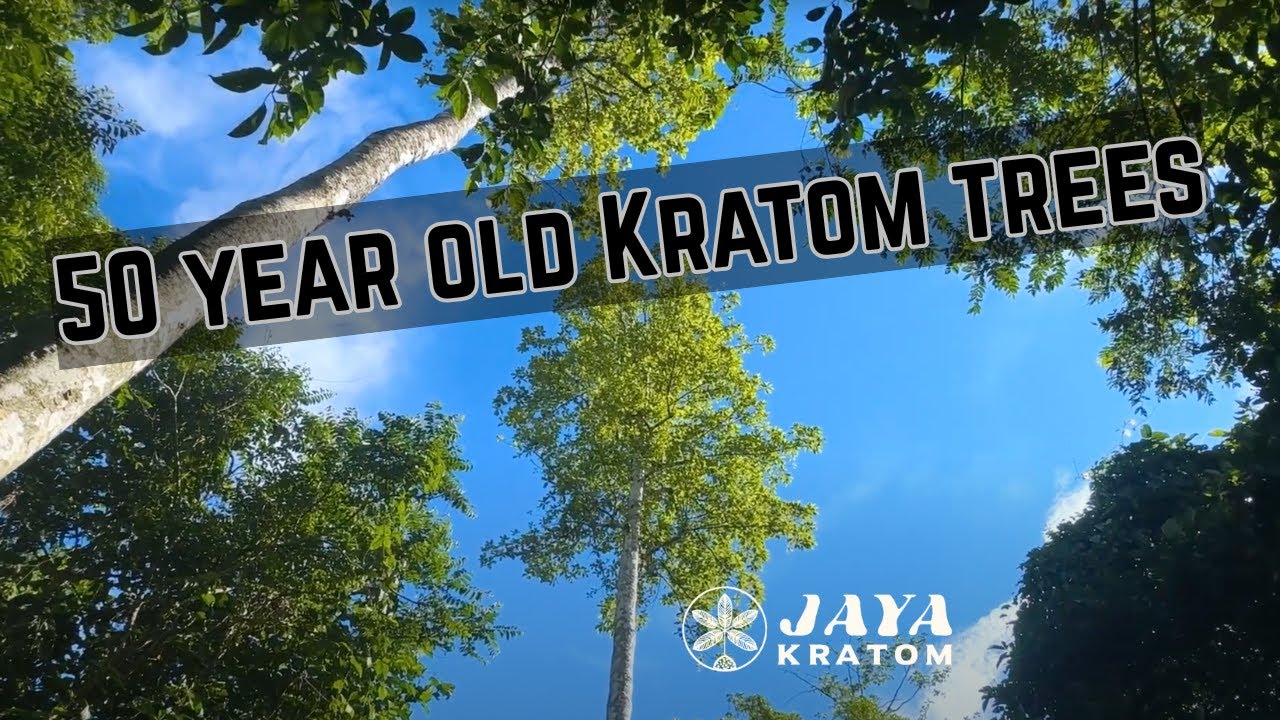 50+ Year Old Wild Kratom Trees (NO SOUND) | Jaya Kratom Travels