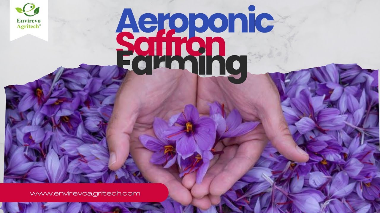 Как вырастить шафран методом аэропоники: выращивание шафрана методом аэропоники | @Envirevo #saffron