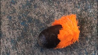 How to polinate strelitsia seeds(bird of paradise)