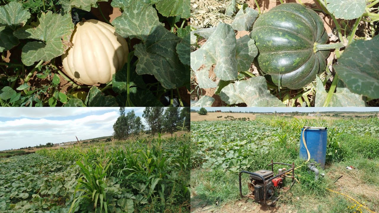 طريقة الدواء لزراعة اليقطين أو الگرع الحمراء في البادية