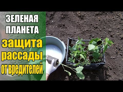 Предпосадочная обработка рассады